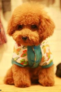 泰迪熊在线观看更多,解锁更多精彩瞬间，重温温馨感动  第3张